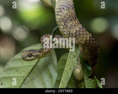 Afrikanische Hairy Bush Viper Snake (Atheris hispida) auf einem Baumzweig im Mityana Forest, Uganda Stockfoto