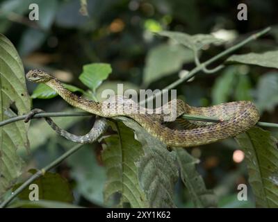 Afrikanische Hairy Bush Viper Snake (Atheris hispida) auf einem Baumzweig im Mityana Forest, Uganda Stockfoto