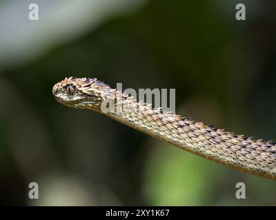 Afrikanische Hairy Bush Viper Snake (Atheris hispida) auf einem Baumzweig im Mityana Forest, Uganda Stockfoto