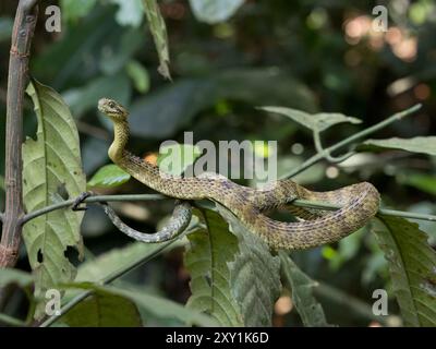 Afrikanische Hairy Bush Viper Snake (Atheris hispida) auf einem Baumzweig im Mityana Forest, Uganda Stockfoto