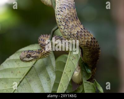 Afrikanische Hairy Bush Viper Snake (Atheris hispida) auf einem Baumzweig im Mityana Forest, Uganda Stockfoto
