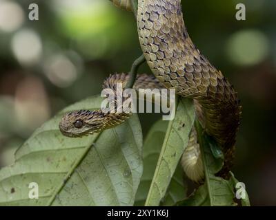 Afrikanische Hairy Bush Viper Snake (Atheris hispida) auf einem Baumzweig im Mityana Forest, Uganda Stockfoto