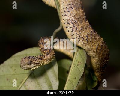 Afrikanische Hairy Bush Viper Snake (Atheris hispida) auf einem Baumzweig im Mityana Forest, Uganda Stockfoto
