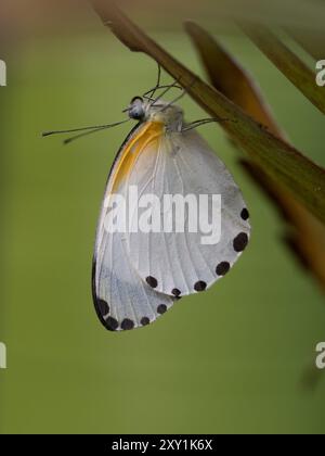 Östlicher gepunkteter GrenzSchmetterling (Mylothris agathina), auf der Unterseite des Blattes, Mityana Forest, Uganda Stockfoto