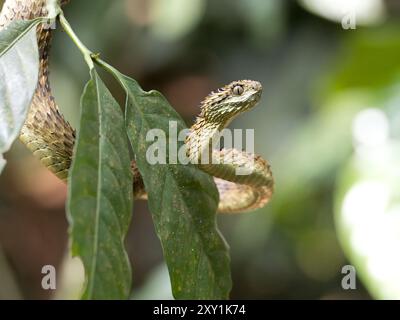 Afrikanische Hairy Bush Viper Snake (Atheris hispida) auf einem Baumzweig im Mityana Forest, Uganda Stockfoto