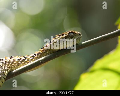 Afrikanische Hairy Bush Viper Snake (Atheris hispida) auf einem Baumzweig im Mityana Forest, Uganda Stockfoto