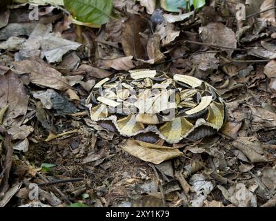 Gaboon Viper Snake (Bitis gabonica) getarnt auf Waldboden, Mityana Forest, Uganda Stockfoto