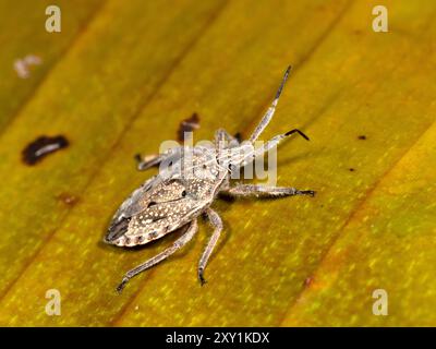 Shild Bug (Pentatomidae sp) auf Blatt bei Nacht, Mabira Forest, Uganda Stockfoto