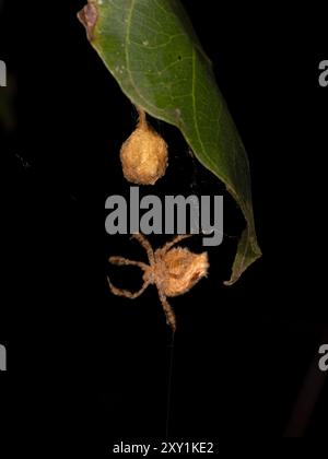 Orb Weaver Spider (Araneidae sp) hängt am Netz mit Eiernest, nachts, Mabira Forest, Uganda Stockfoto