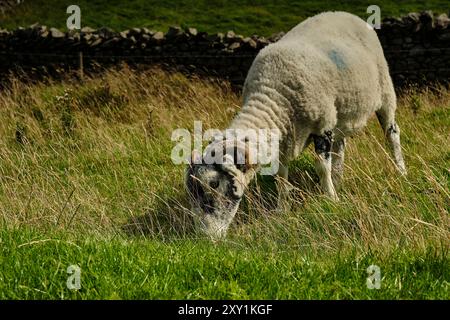 Lake District Uk Stockfoto