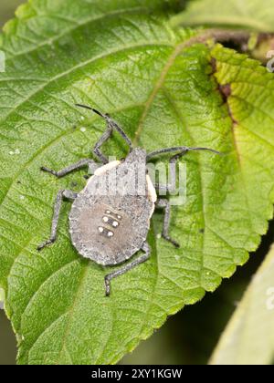 Stinkkäfer, Nymphe (Erthesina acuminata) auf Blatt bei Nacht, Mabira Forest, Uganda Stockfoto