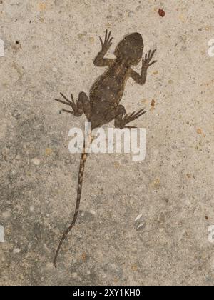 Agameidechse (Agama Agama) an der Wand bei Nacht, Mabira Forest, Uganda Stockfoto