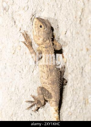 Agameidechse (Agama Agama) an der Wand bei Nacht, Mabira Forest, Uganda Stockfoto