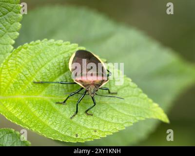 Shild Bug (Pentatomidae sp) auf Blatt, Mabira Forest, Uganda Stockfoto