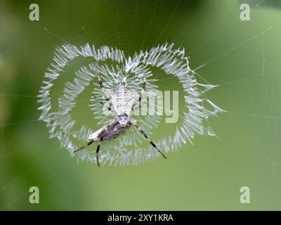 Gelappte Argiope (Argiope lobata) im Web mit Beute in Seide, Mabira Forest, Uganda Stockfoto