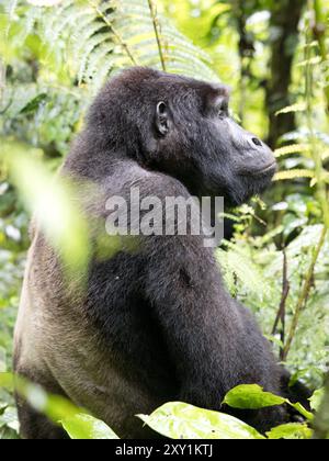 Mountain Gorilla (Gorilla beringei beringei) Katwe Gorilla Group, Bwindi Inpenetrable National Park, Uganda, männlicher Silberrücken (Mahaane) sitzt in Under Stockfoto