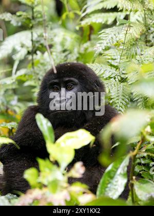 Mountain Gorilla (Gorilla beringei beringei) Katwe Gorilla Group, Bwindi Inpenetrable National Park, Uganda, Jungkind im Unterholz Stockfoto