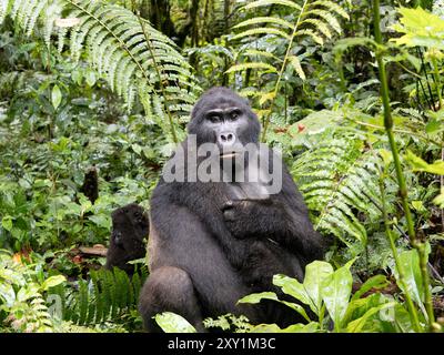 Mountain Gorilla (Gorilla beringei beringei) Katwe Gorilla Group, Bwindi Inpenetrable National Park, Uganda, männlicher Silberrücken (Mahaane) sitzt in Under Stockfoto