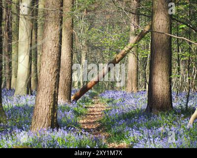 In einem schönen, stimmungsvollen Wald blüht eine Gruppe von zarten violetten Blüten Blauglocken. Die Szene ist von weichem, diffusem Licht umgeben. Stockfoto