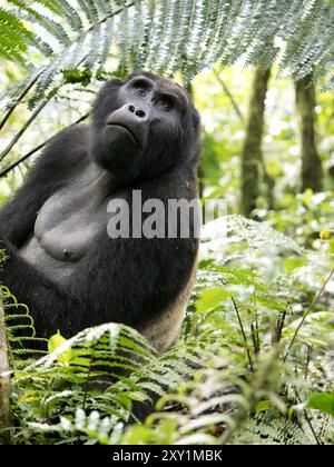 Mountain Gorilla (Gorilla beringei beringei) Katwe Gorilla Group, Bwindi Inpenetrable National Park, Uganda Stockfoto