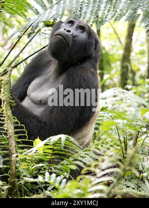 Mountain Gorilla (Gorilla beringei beringei) Katwe Gorilla Group, Bwindi Inpenetrable National Park, Uganda Stockfoto