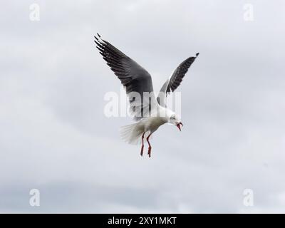 Graukopfmöwe (Chroicocephalus cirrocephalus, Insel Musambwa, Uganda, im Flug Stockfoto