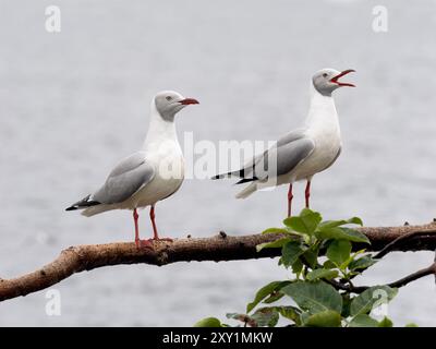 Graukopfmöwe (Chroicocephalus cirrocephalus, Insel Musambwa, Uganda, auf einem Ast thront Stockfoto