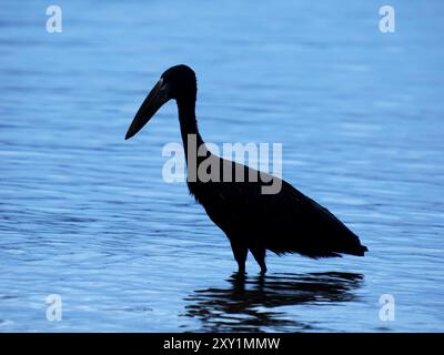 Afrikanisches Openbill (Anastomus lamelligerus) beim Wasserfischen, Lake Victoria, Sienna Beach Hotel, Entebbe, Uganda Stockfoto