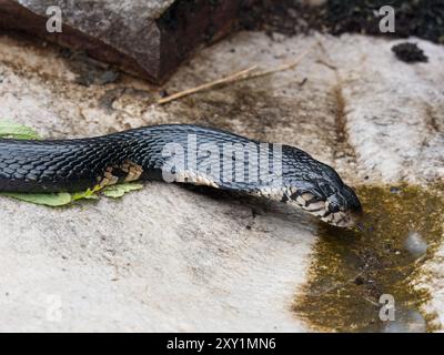 Waldkobra-Schlange (Naja melanoleuca) Female, Musambwa Island, Uganda, Trinkwasser auf Felsen Stockfoto