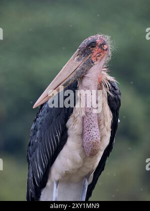 Marabou Stork (Leptoptilos crumenifer) Lake Victoria, Sienna Beach Hotel, Entebbe, Uganda Stockfoto