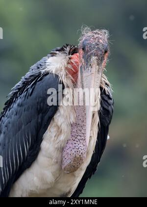 Marabou Stork (Leptoptilos crumenifer) Lake Victoria, Sienna Beach Hotel, Entebbe, Uganda Stockfoto