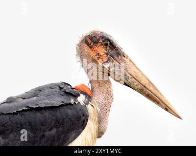 Marabou Stork (Leptoptilos crumenifer) Lake Victoria, Sienna Beach Hotel, Entebbe, Uganda Stockfoto