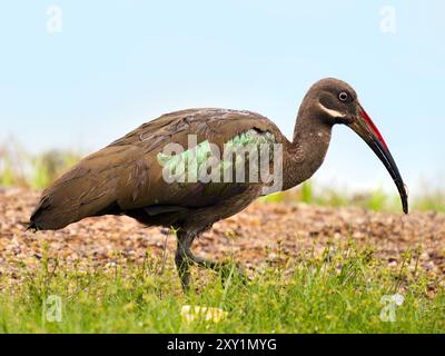 Hadada Ibis (Bostrychia hagedash) Lake Victoria, Sienna Beach Hotel, Entebbe, Uganda Stockfoto