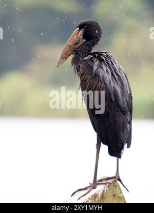 Afrikanischer Openbill (Anastomus lamelligerus) am Ufer, im Regen, Lake Victoria, Sienna Beach Hotel, Entebbe, Uganda Stockfoto