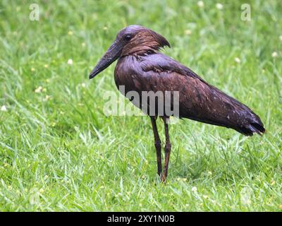 Hamerkop (Scopus umbretta) steht im Regensturm, Lake Victoria, Sienna Beach Hotel, Entebbe, Uganda Stockfoto