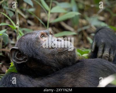 Schimpansen (Pan troglodytes) liegen auf Waldboden, Kibale Forest National Park, Uganda. Gefährdet. Stockfoto