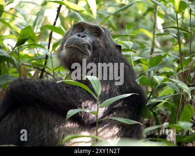 Schimpansen (Pan troglodytes) liegen auf Waldboden, Kibale Forest National Park, Uganda. Gefährdet. Stockfoto