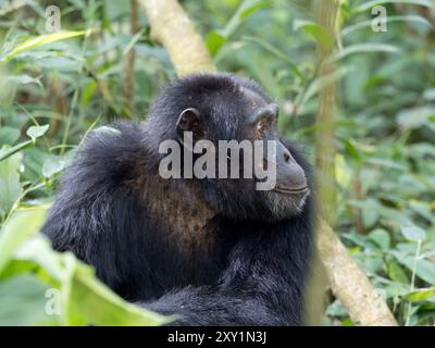 Schimpansen (Pan troglodytes) liegen auf Waldboden, Kibale Forest National Park, Uganda. Gefährdet. Stockfoto