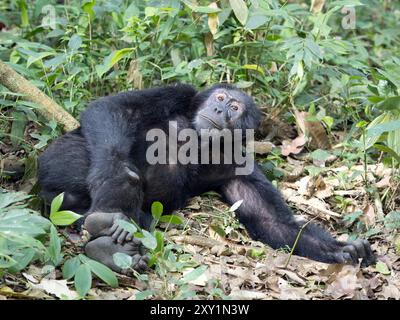 Schimpansen (Pan troglodytes) liegen auf Waldboden, Kibale Forest National Park, Uganda. Gefährdet. Stockfoto