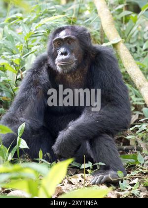 Schimpansen (Pan troglodytes) liegen auf Waldboden, Kibale Forest National Park, Uganda. Gefährdet. Stockfoto