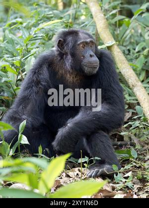 Schimpansen (Pan troglodytes) liegen auf Waldboden, Kibale Forest National Park, Uganda. Gefährdet. Stockfoto