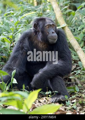 Schimpansen (Pan troglodytes) liegen auf Waldboden, Kibale Forest National Park, Uganda. Gefährdet. Stockfoto