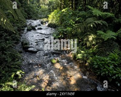 Blick auf den Fluss in der Region Buhoma, Bwindi Inpenetrable National Park, Uganda Stockfoto
