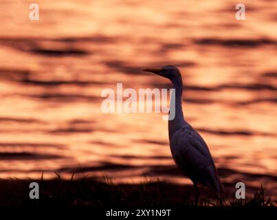 Kleiner Reiher (Egretta garzetta) Sonnenuntergang, Spaziergang auf Gras, Lake Victoria, Sienna Beach Hotel, Entebbe, Uganda Stockfoto