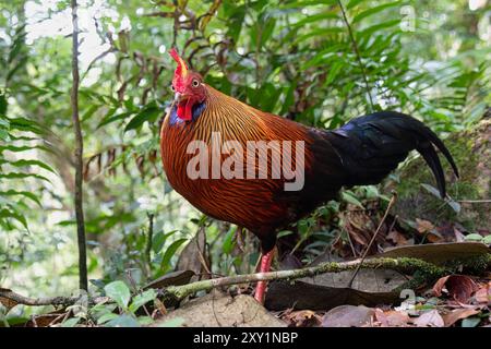 Sri Lanka Junglefowl, Sinharaja Forest, Sri Lanka, Februar 2019 Stockfoto