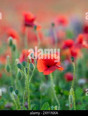 Nahaufnahme von roten Mohnblumen, die auf einem Feld in Sussex sind Stockfoto