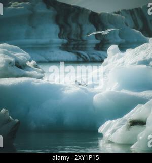 Drei arktische Seeschwalben, zwei auf einem Eisberg ruhen und eine fliegt in Island, in der Jokullsarlon Glacier Lagoon, in der Nähe des Diamond Beach mit Eisformationen Stockfoto