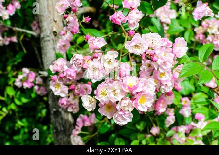 Bush mit vielen zarten weißen und rosa Rosen in voller Blüte und grünen Blättern in einem Garten in einem sonnigen Sommertag, schöne Outdoor-floralen Hintergrund pho Stockfoto