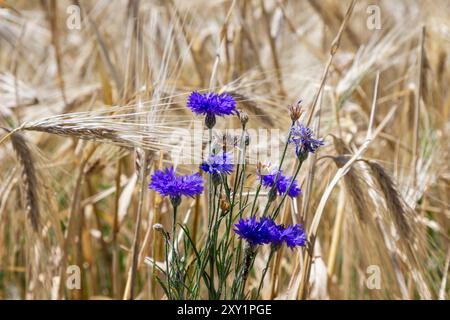 Blaue Kornblumen zwischen den Ohren des Roggens. Nahaufnahme. Stockfoto