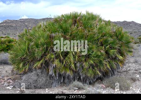 Europäische Fächerpalme oder mediterrane Zwergpalme (Chamaerops humilis) ist die einzige Palmenart, die in Kontinentaleuropa beheimatet ist. Dieses Foto wurde aufgenommen Stockfoto